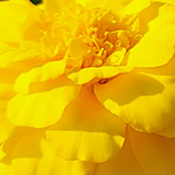 黄色いマリーゴールドの写真